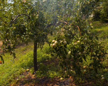 Bahçede elma ağaçları