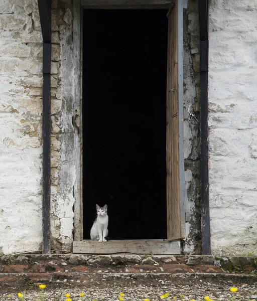 Chat blanc assis à la porte — Photo