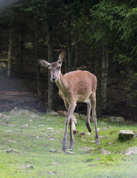 Woodland dişi geyik grazes — Stok fotoğraf