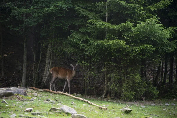 A female deer grazes — Stock Photo, Image