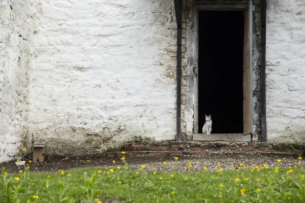 Gato branco sentado na porta — Fotografia de Stock
