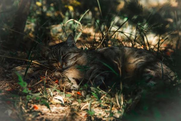 Evsiz Gri Kedi Çimlerde — Stok fotoğraf