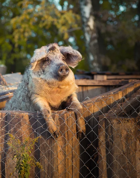 Pig behind a fence