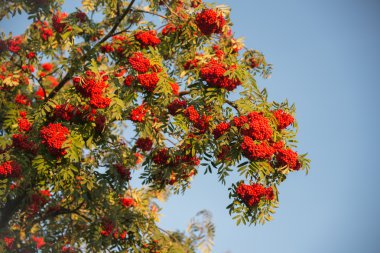 olgunlaşmış üvez