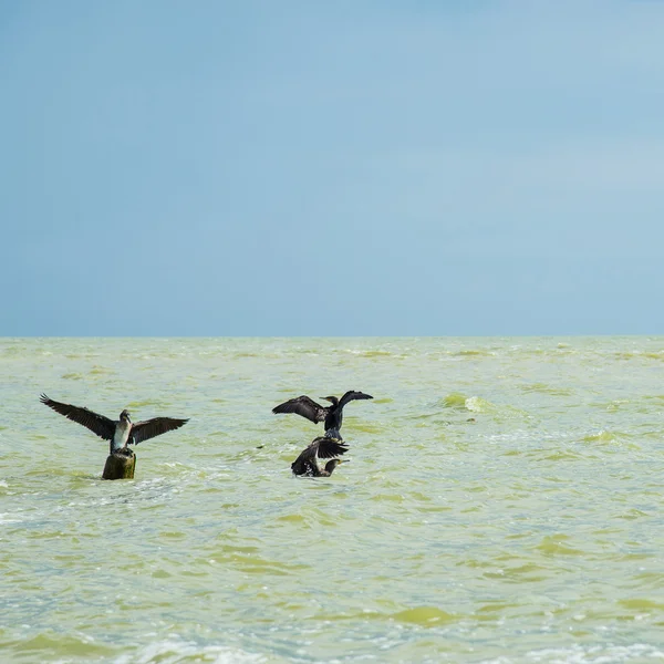 Kormorane auf dem Meer — Stockfoto