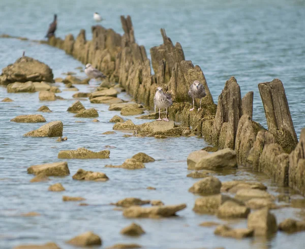 Vögel auf dem Meer — Stockfoto