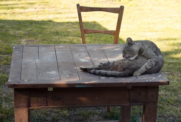 Katze auf dem Tisch — Stockfoto