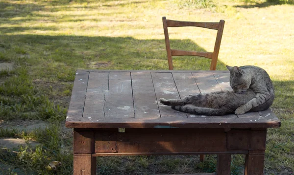Kat op tafel — Stockfoto