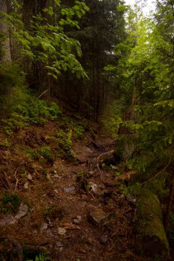 Karpat orman, Ukrayna