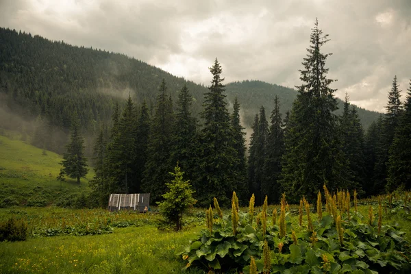 Zomer landschap in de Karpaten — Stockfoto