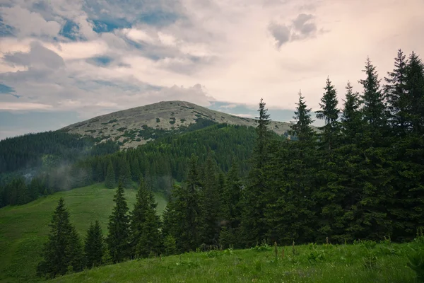 Paisaje de verano en las montañas Cárpatas — Foto de Stock