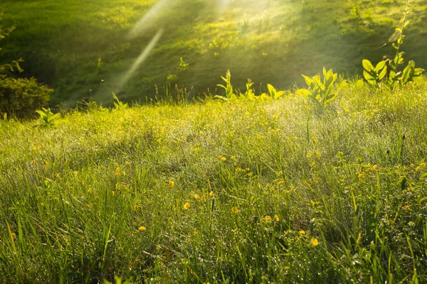 Grass in sun beams — Stock Photo, Image