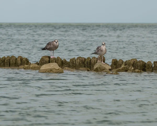 Vögel an der Meeresküste — Stockfoto