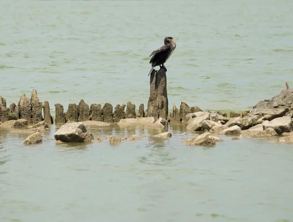 Der Kormoran — Stockfoto