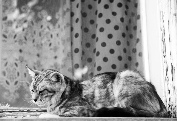 Gato en una ventana — Foto de Stock