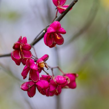 Euonymus japonicus çiçek tohumları