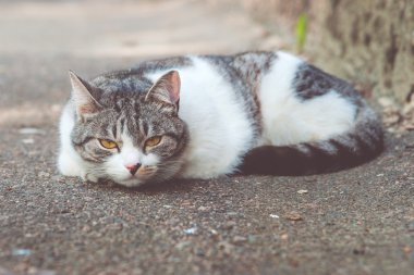 Gri-beyaz kedi evin yanında