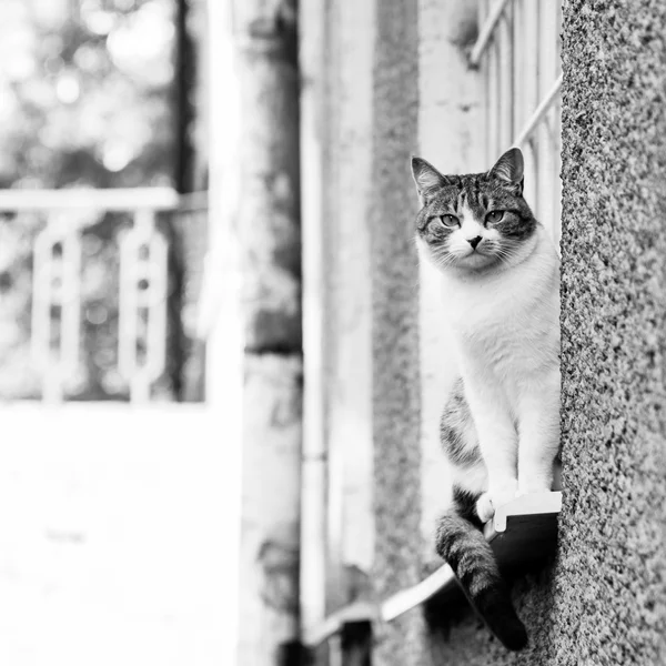 Gatto grigio-bianco vicino alla casa — Foto Stock