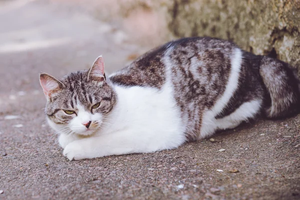 家の近くの灰色白猫 — ストック写真