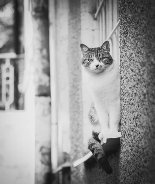 Chat assis sur un rebord de fenêtre — Photo