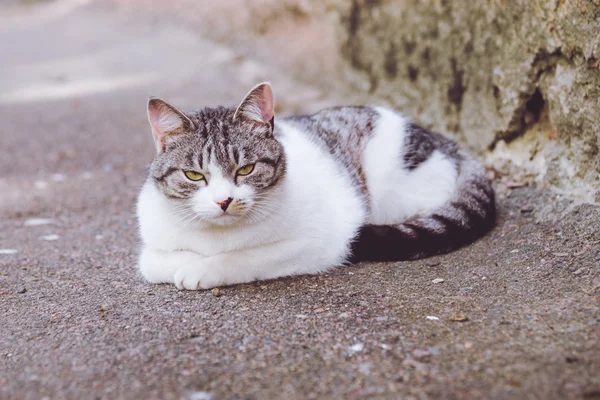 Kočka šedá bílá nedaleko domu — Stock fotografie