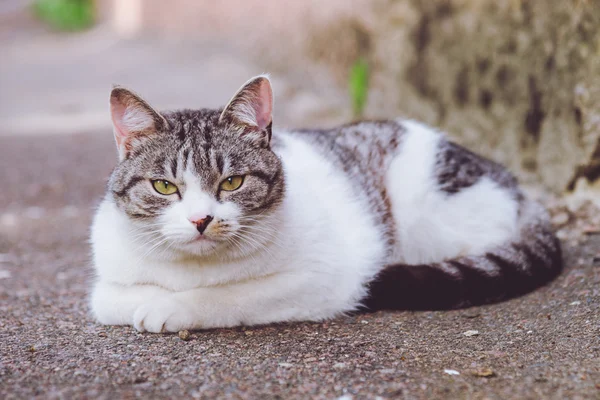 Grau-weiße Katze in der Nähe des Hauses — Stockfoto