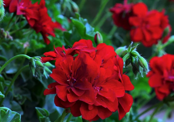 Blühende Rote Geranienblüten — Stockfoto