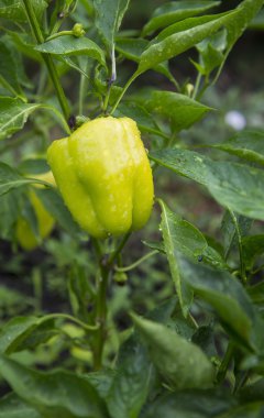 Mutfak bahçesinde yeşil biber