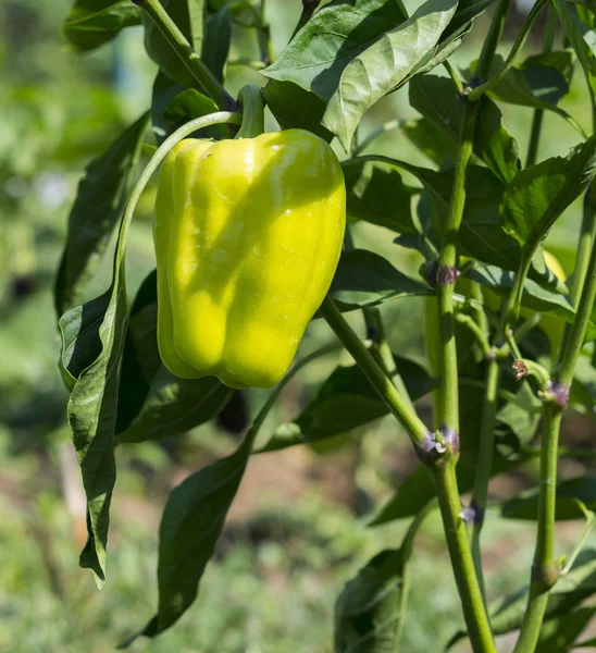 Grüner Pfeffer Auf Einem Gemüsegarten — Stockfoto