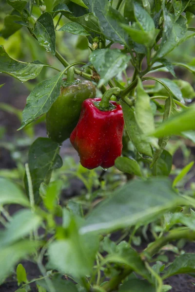 Grüne Und Rote Paprika Auf Einem Gemüsegarten — Stockfoto