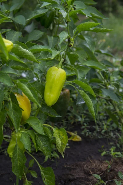 Paprika im Garten — Stockfoto