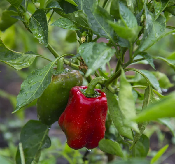 A kert paprika — Stock Fotó