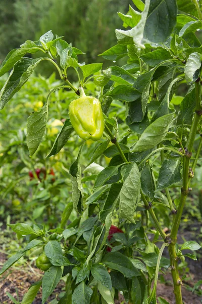 Paprika no jardim — Fotografia de Stock
