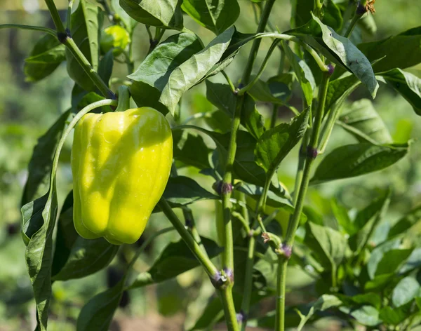 Grüner Pfeffer Auf Einem Gemüsegarten — Stockfoto