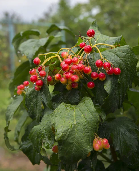 Berries Red Viburnum Leaves — Stock Photo, Image