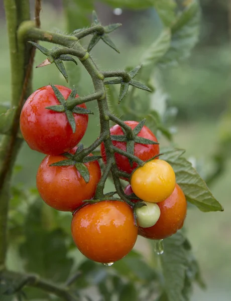 Ramo di pomodori — Foto Stock