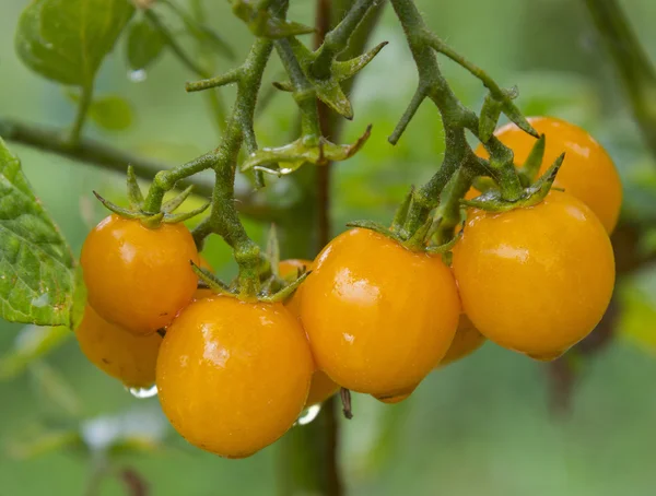 Ramo di pomodori — Foto Stock