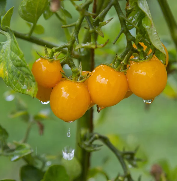 Branche de tomates — Photo