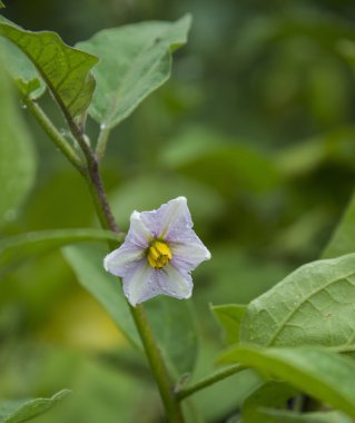 Asma patlıcan çiçekler