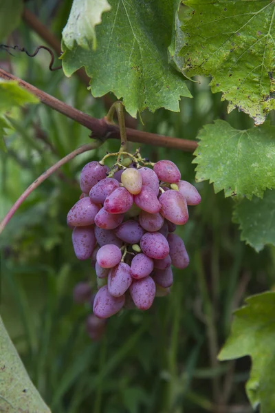 Kluster av rosa druva på vine — Stockfoto