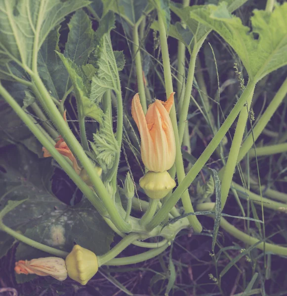 Zucca Bush in giardino — Foto Stock