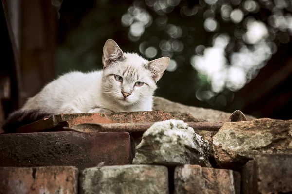 灰色白色猫户外 — 图库照片