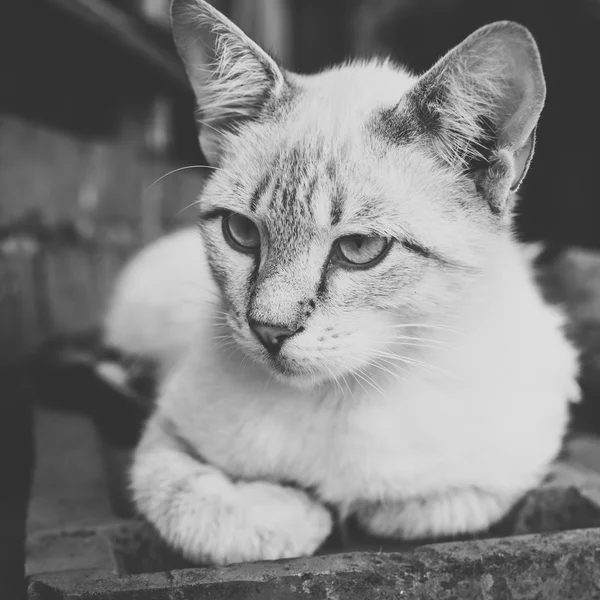 El gato gris-blanco — Foto de Stock