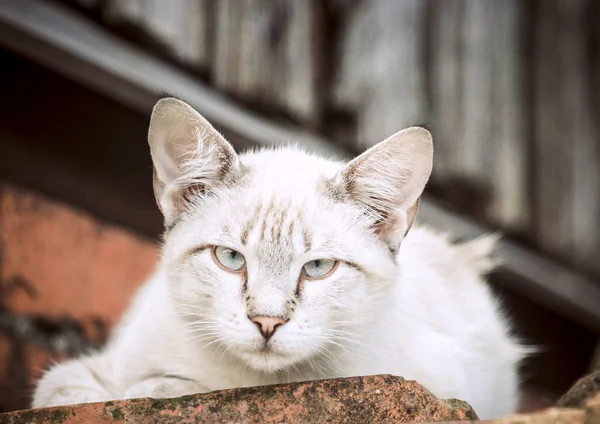 Gato gris-blanco al aire libre —  Fotos de Stock