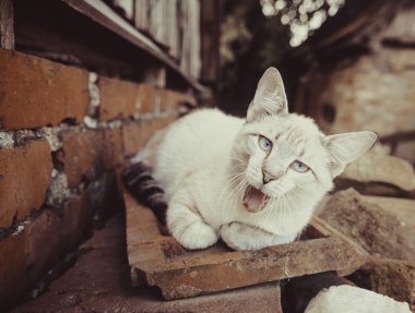 Gri-beyaz kedi açık