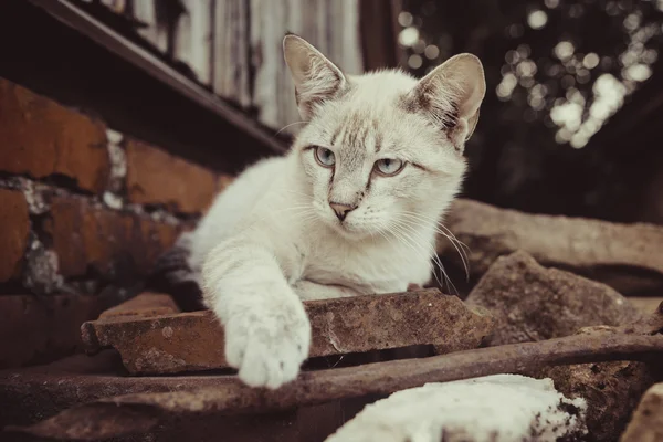 Gato gris-blanco al aire libre —  Fotos de Stock