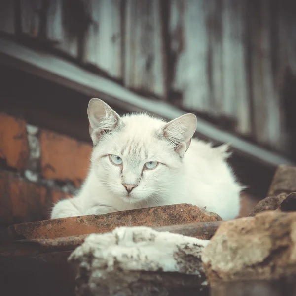 Gato gris-blanco al aire libre — Foto de Stock