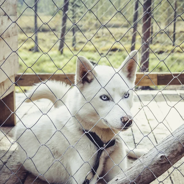 Precioso perro husky — Foto de Stock