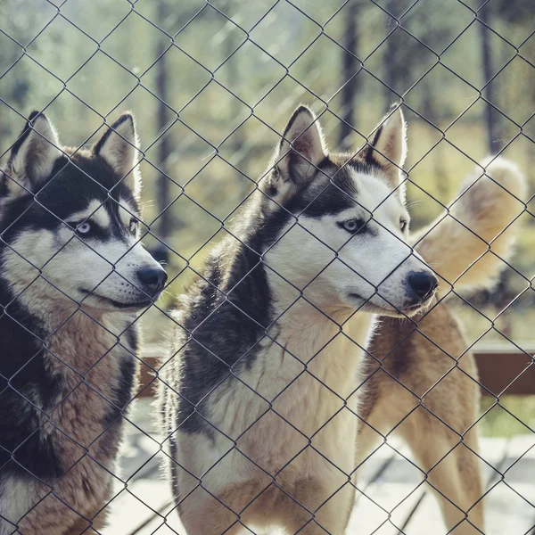 Husky Hund im Käfig — Stockfoto