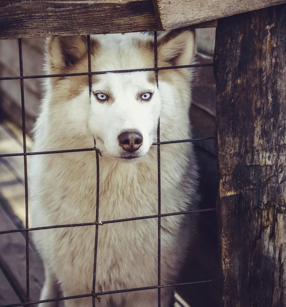 Szép husky kutya a ketrecben — Stock Fotó